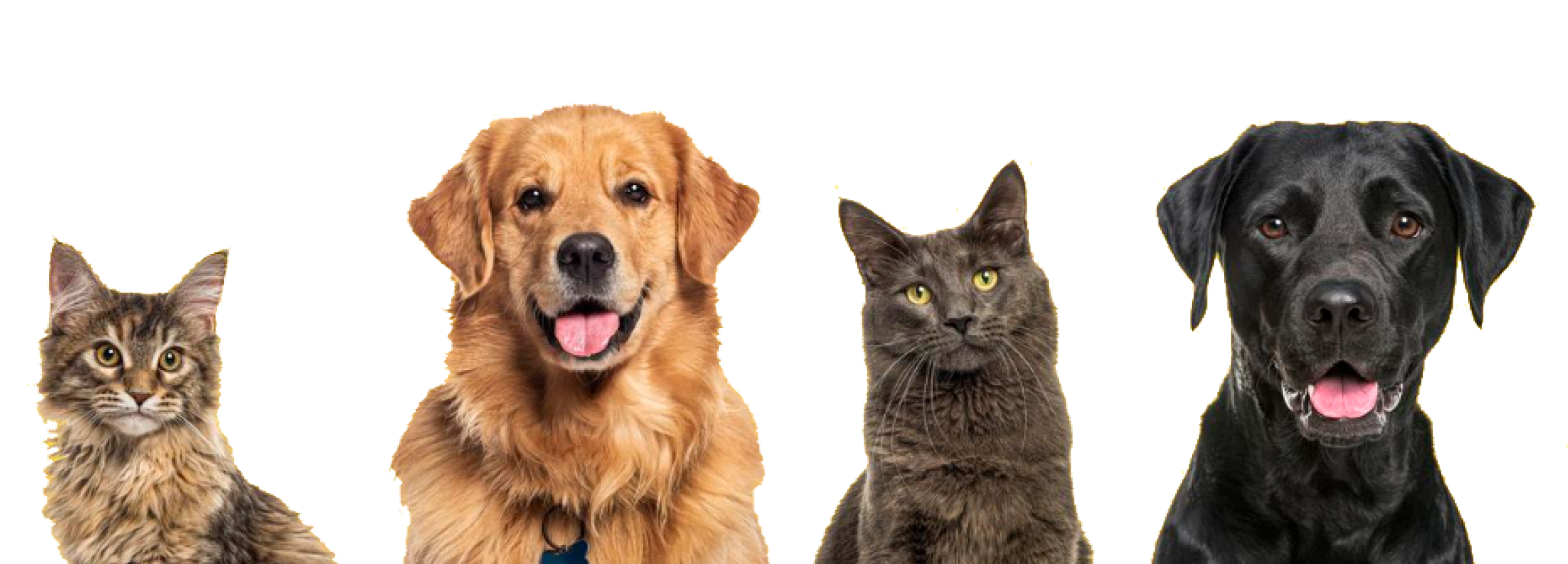 A cat, a golden retriever, a grey cat and a black labrador
